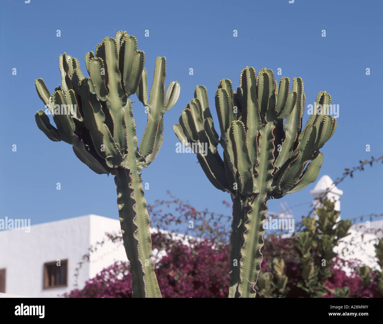 Kaktuspflanze, Lanzarote, Kanarische Inseln, Spanien Stockfoto