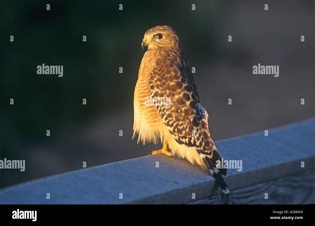 Rot geschultert Hawk Buteo Lineatus Eco Teich Flamingo Everglades Florida USA März Stockfoto