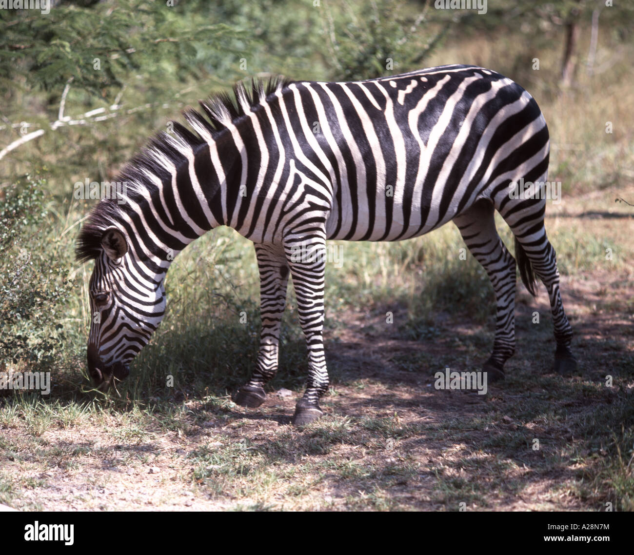 Zebra im Busch, Chobe National Park, Chobe, Republik Botsuana Stockfoto
