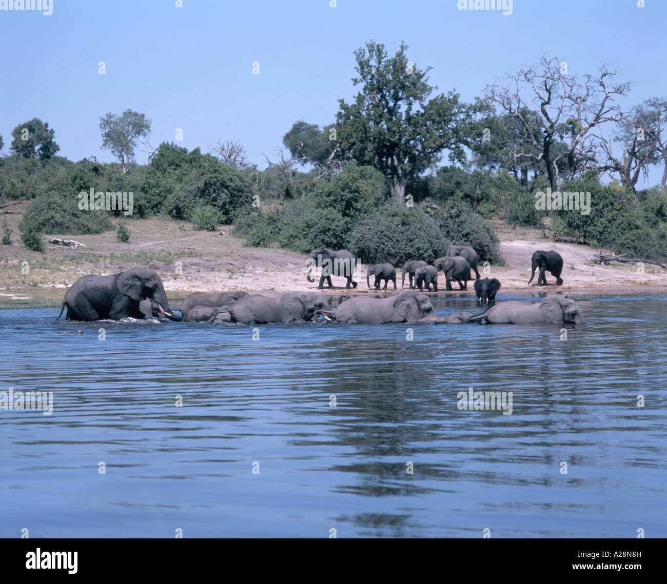 Elefanten spielen im Fluss, Chobe National Park, Chobe, Republik Botsuana Stockfoto