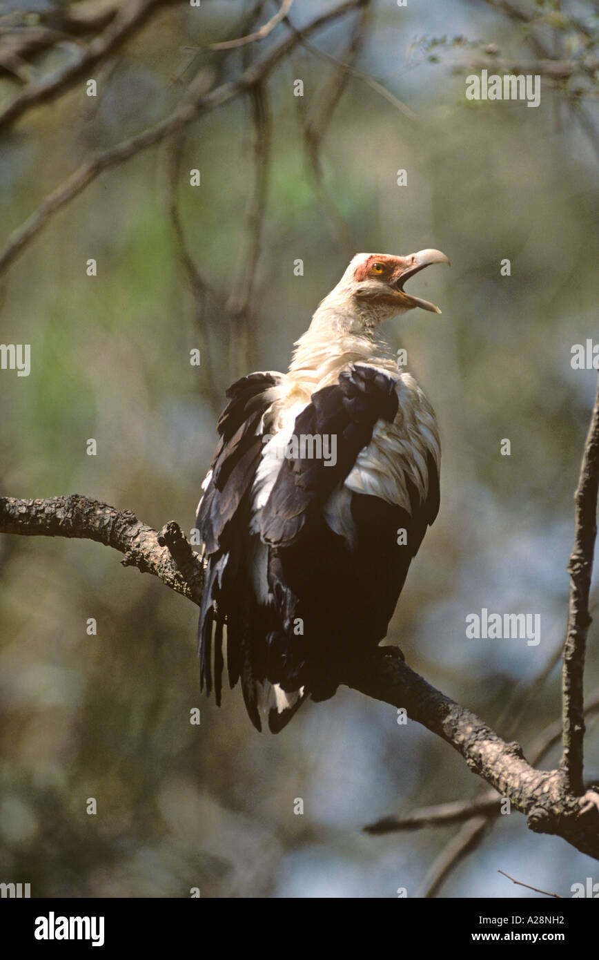 Vulturine Fish Eagle Gypohierax angolensis Stockfoto