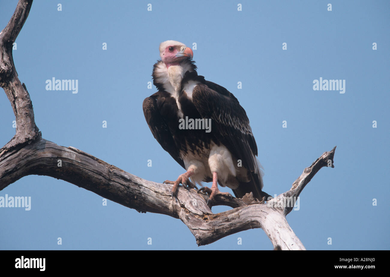 Weiß - Leitung Geier Trigonoceps occipitalis Stockfoto