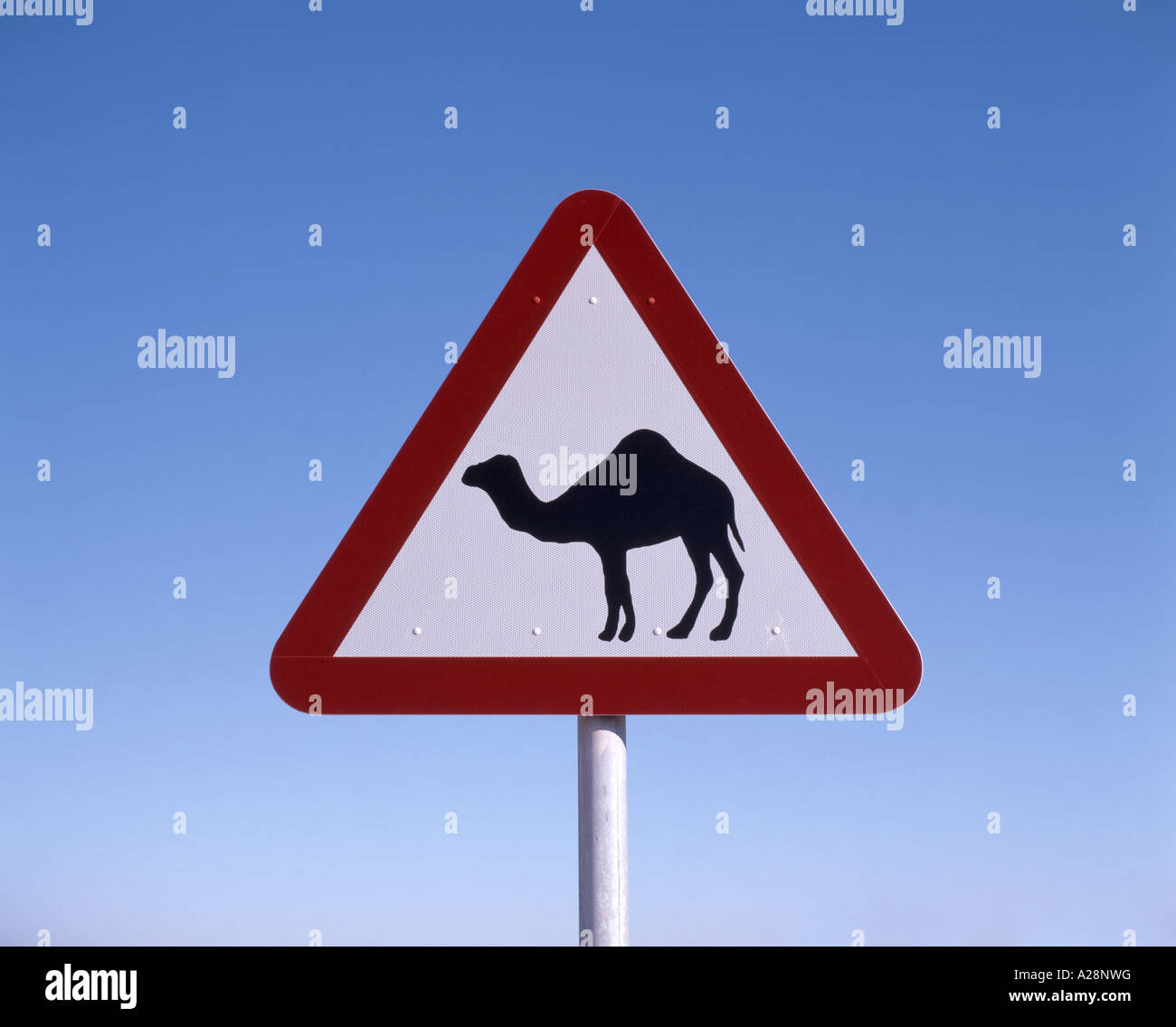 Schild „Watch for Kamele“, Al Zubarah, Al Ghuwayriyah, Bundesstaat Katar Stockfoto