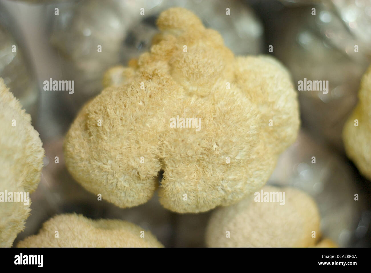 Nahaufnahme des Löwen Mähne Pilz oder Yamabushitake, Hericium Erinaceus, traditionelle Medizin aus Japan und China Stockfoto