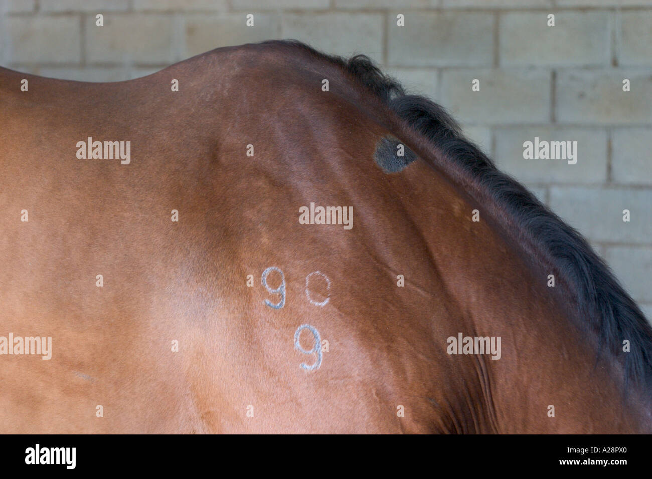 Kennzeichnung auf Pferd Stockfoto