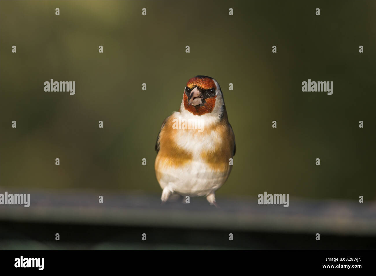Eurasische Stieglitz Zuchtjahr Zuchtjahr Erwachsenen Trinken aus Vogelbad, Todwick, South Yorkshire, England. Stockfoto