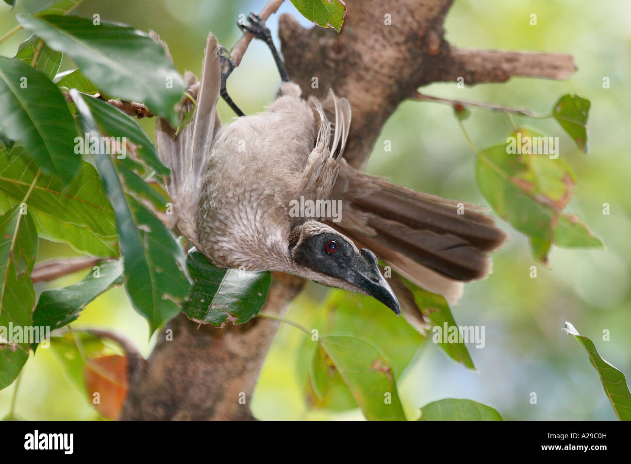Behelmter Friarbird Stockfoto