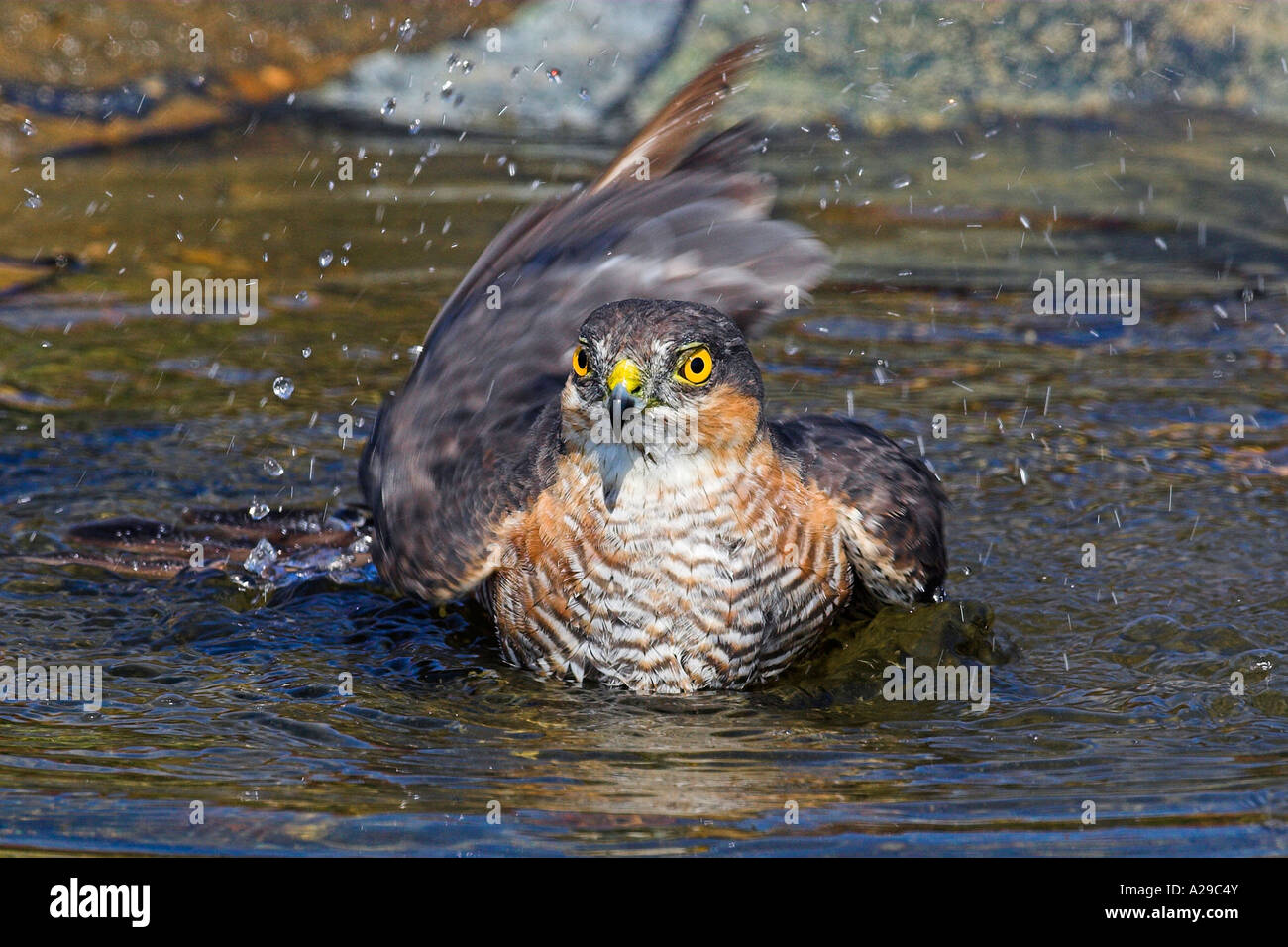 Sparrowhawk Baden Stockfoto