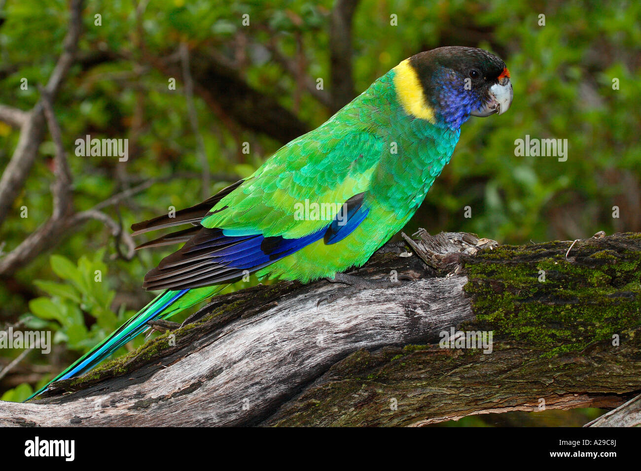 Achtundzwanzig Papagei Stockfoto