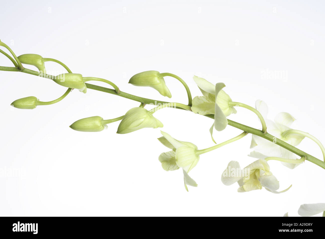 Orchidee Knospen Stockfoto