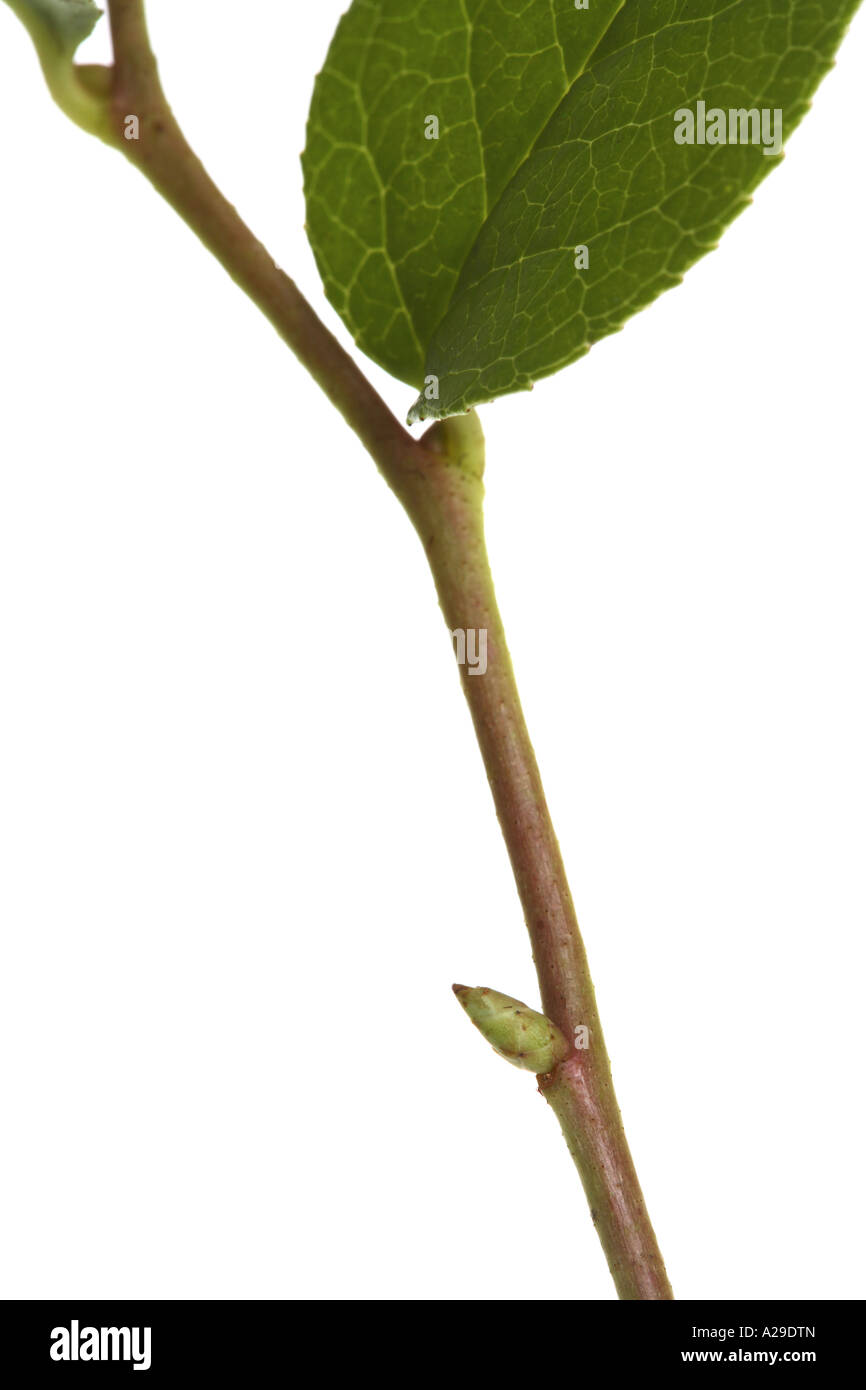 Nahaufnahme von Zweig mit Knospen und Blätter Stockfoto