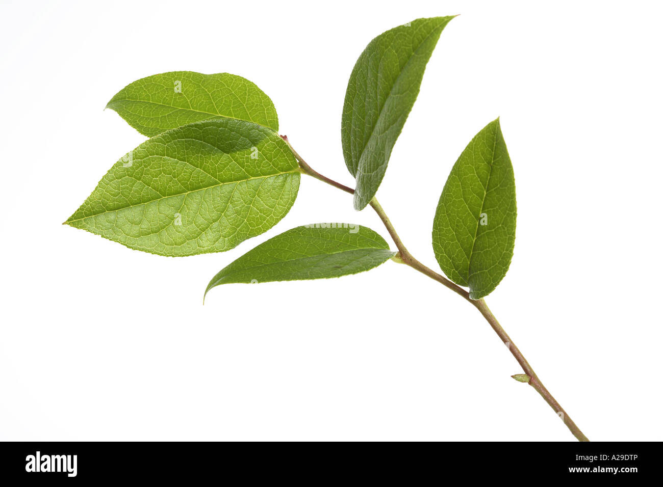 Zweig mit Blättern und Knospen Stockfoto