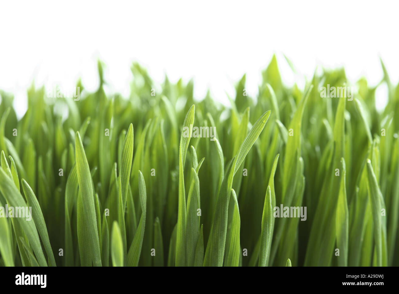 Grass hautnah Stockfoto