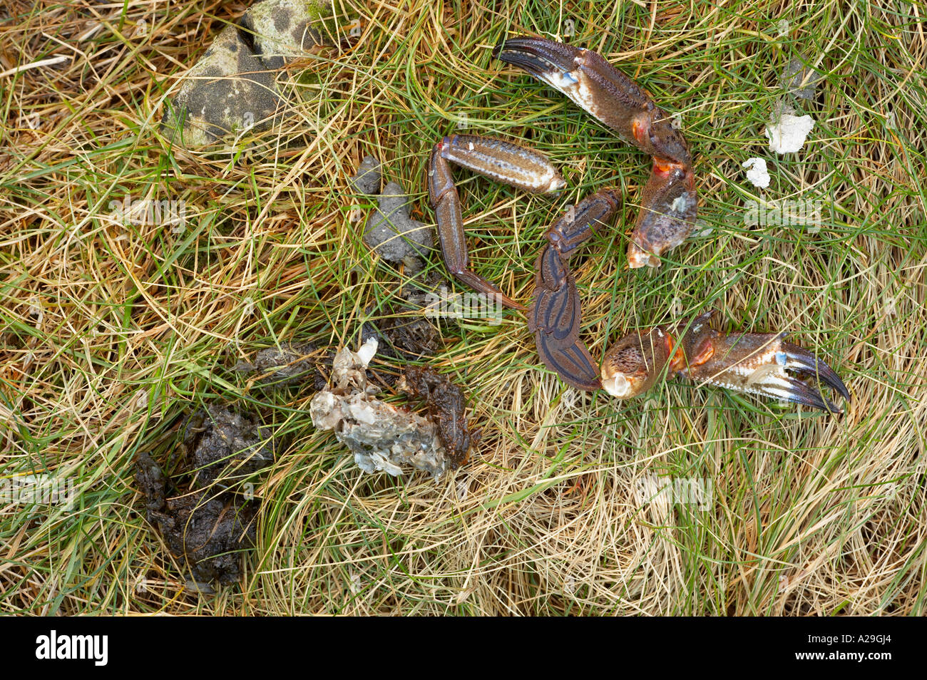 Überreste einer Krabbe von Fischotter und Otter Scats gegessen Stockfoto
