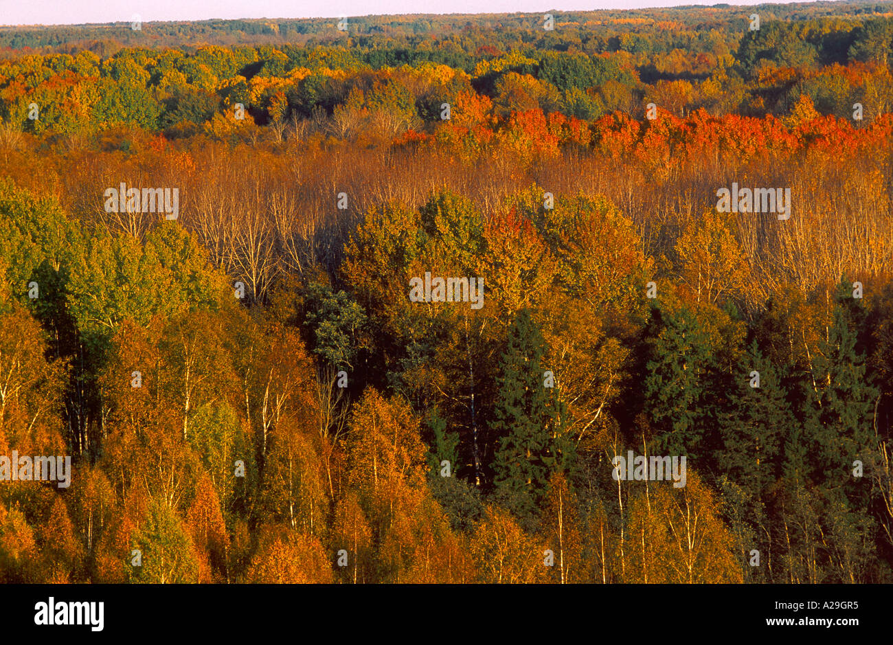 Luftaufnahme von natürlicher Mischwald im Herbst Stockfoto