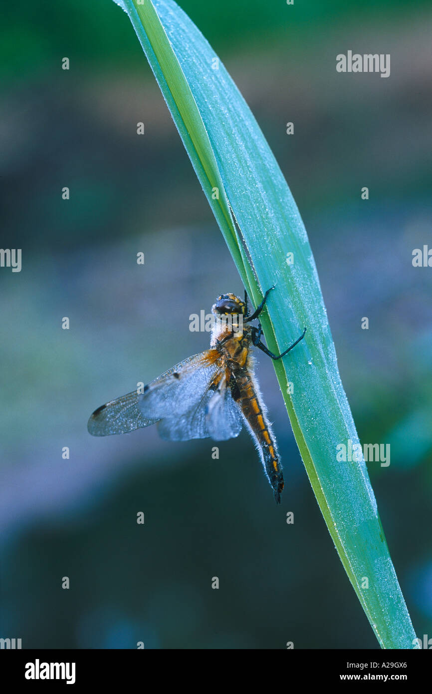 Vier-spotted Chaser am Schlafplatz Stockfoto