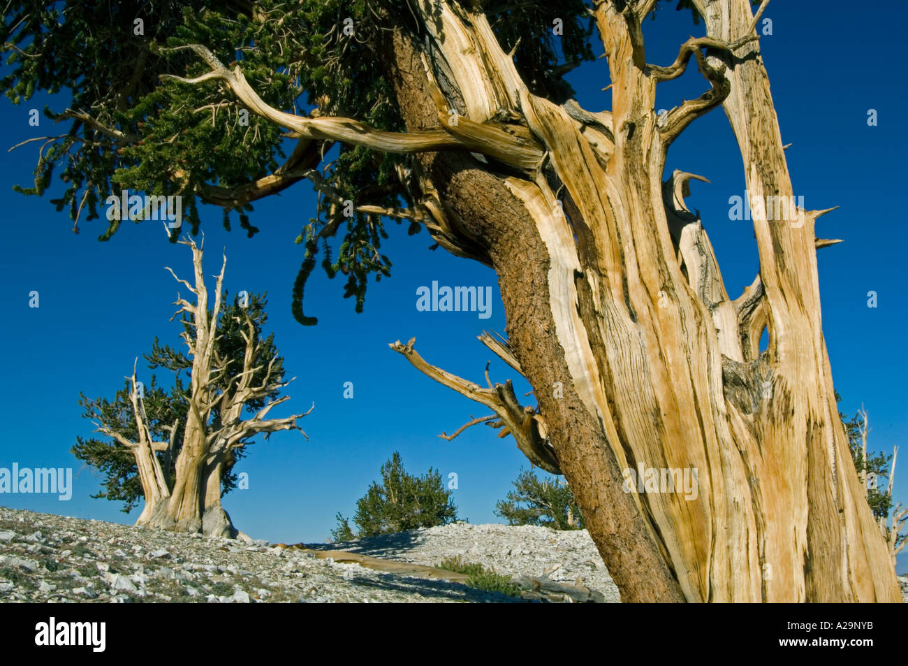 BRISTLECONE Kiefer (Pinus Longaeva) ältesten Bäume auf Erden, Lefka Ori, östlichen Kalifornien, USA Stockfoto
