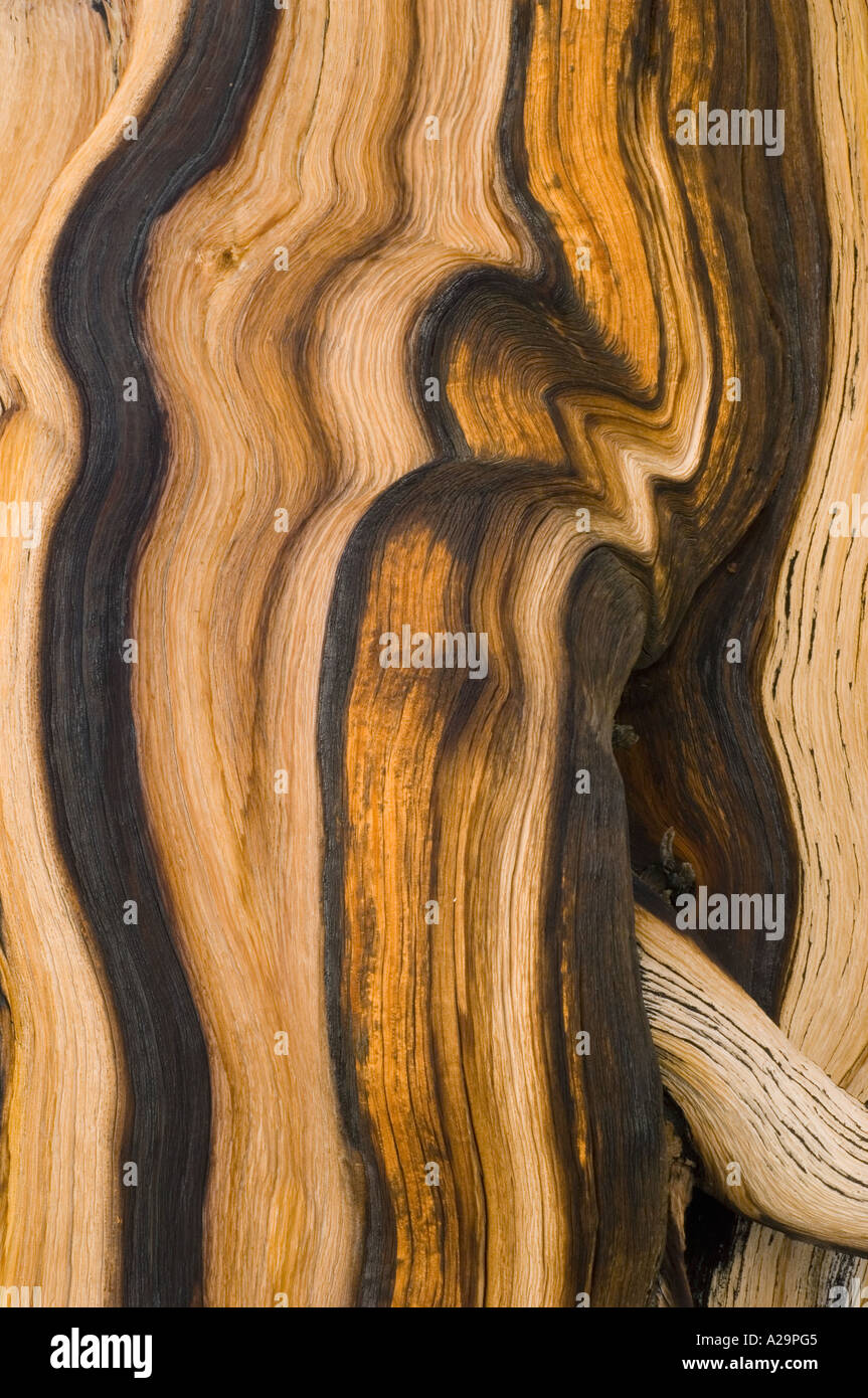 Bristlecone Kiefer (Pinus Longaeva) White Mountains, Kalifornien bellen Detail, ältesten Bäume auf der Erde Stockfoto