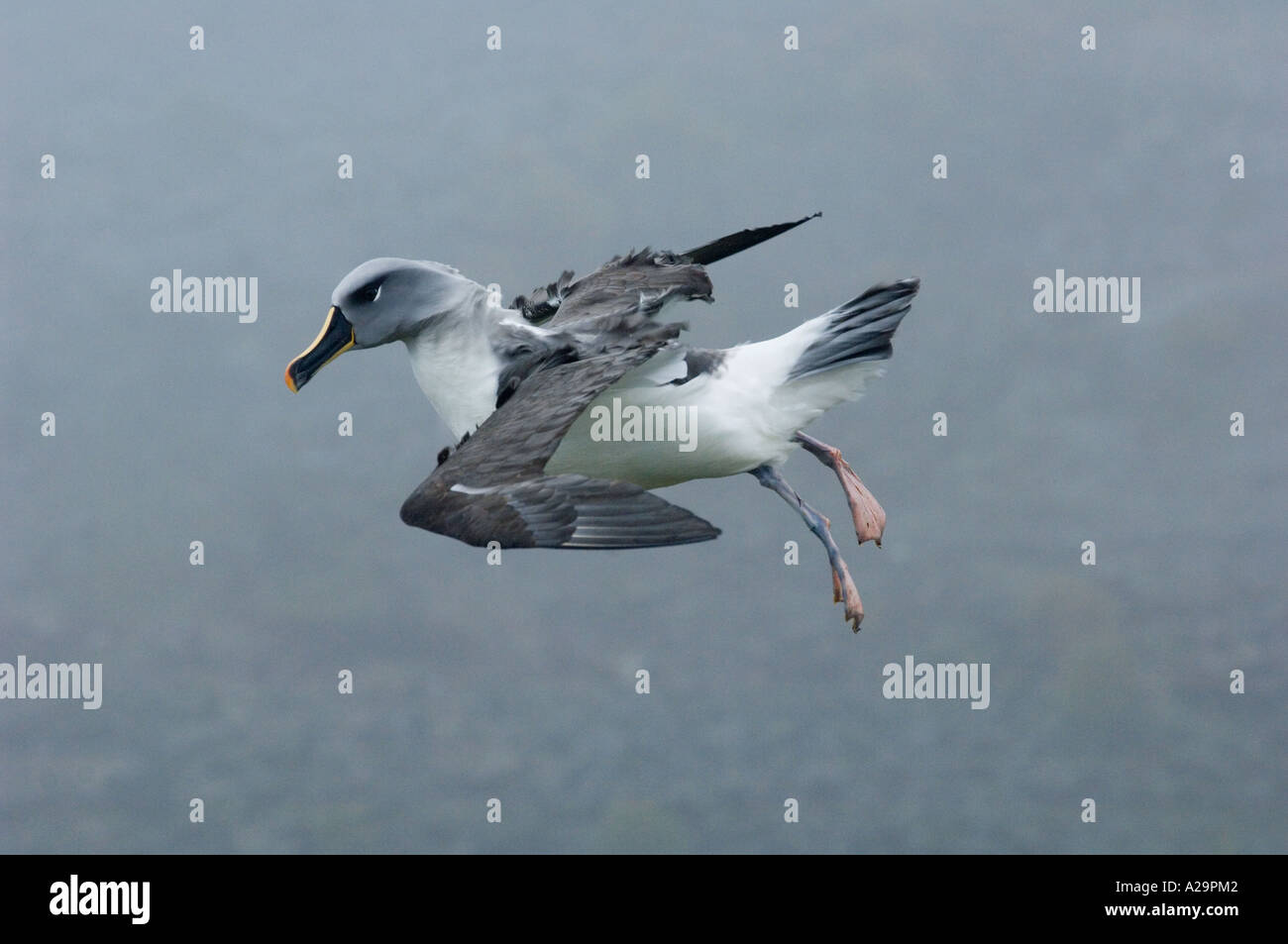 Albatros (Diomedea Chrysostoma) versucht, bei starkem Wind, Bird Island, Süd-Georgien landen unter der Leitung von grau Stockfoto