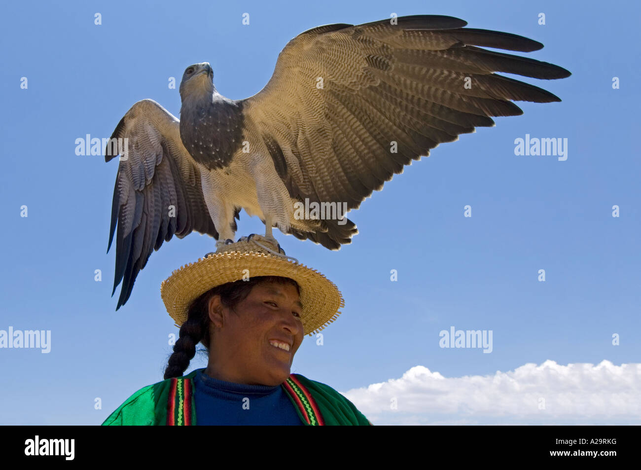 Eine Frau auf die Schilfinseln des Titicacasees zeigt ihr Haustier Grey Eagle. Stockfoto