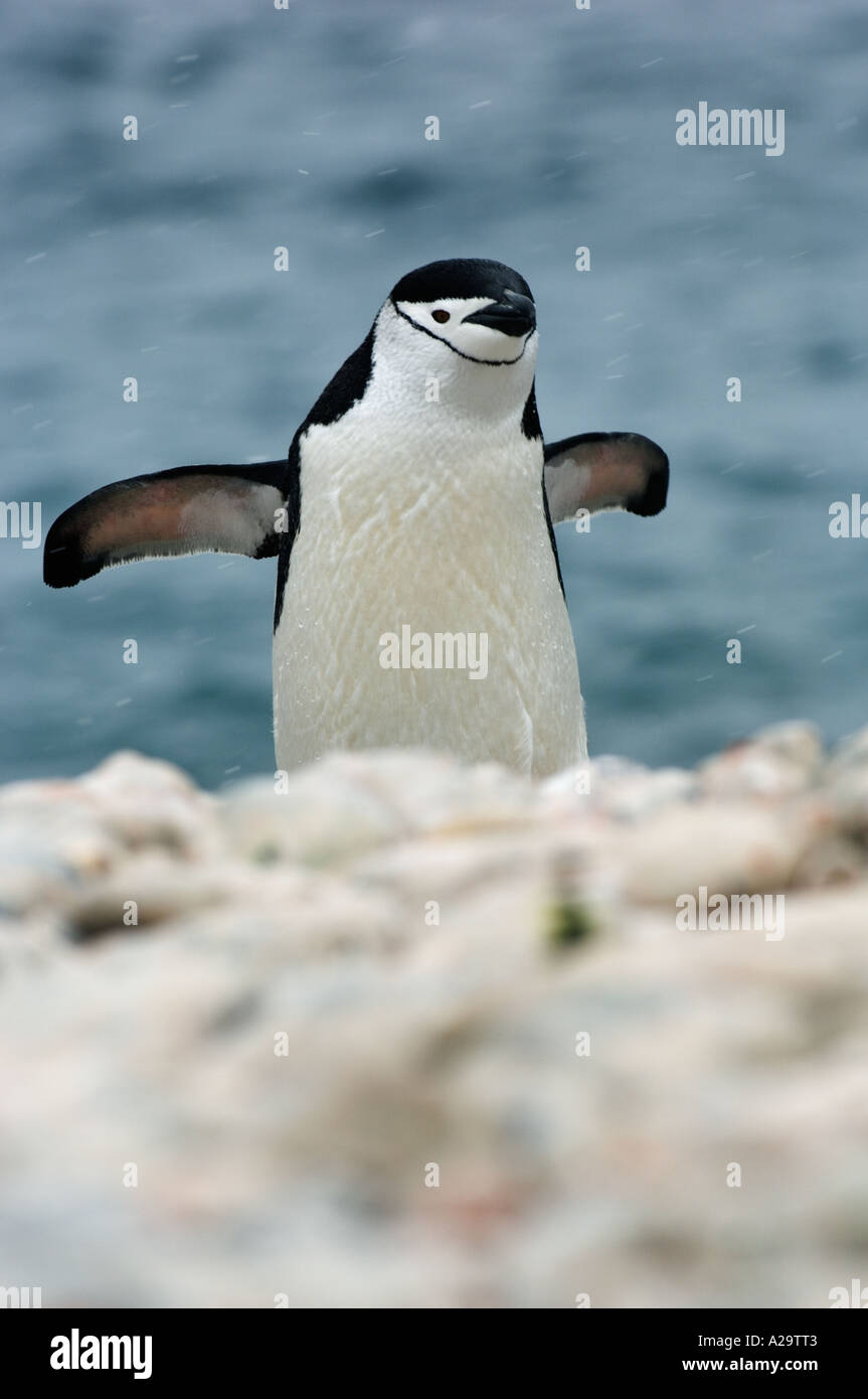 Kinnriemen Penguin (Pygoscelis Antarctica) South Georgia Island, Sub antarktischen, Atlantik Stockfoto