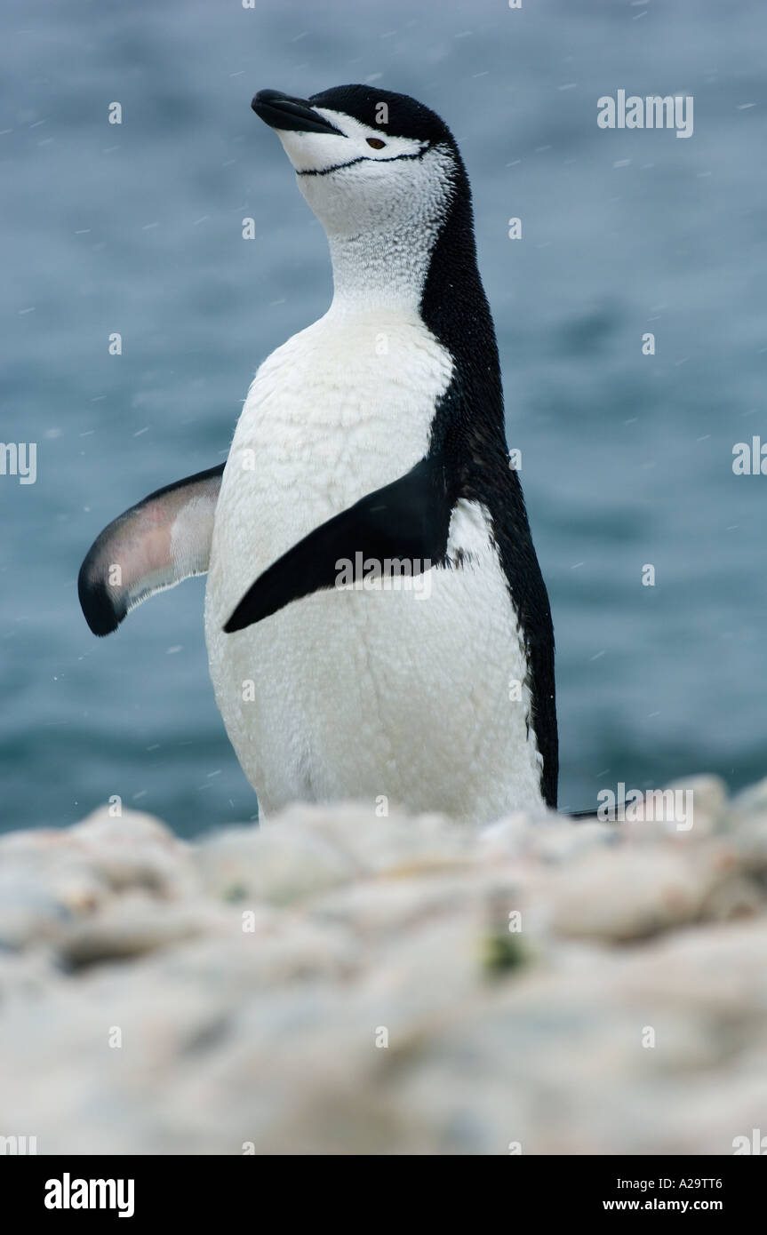 Kinnriemen Penguin (Pygoscelis Antarctica) South Georgia Island, Sub antarktischen, Atlantik Stockfoto