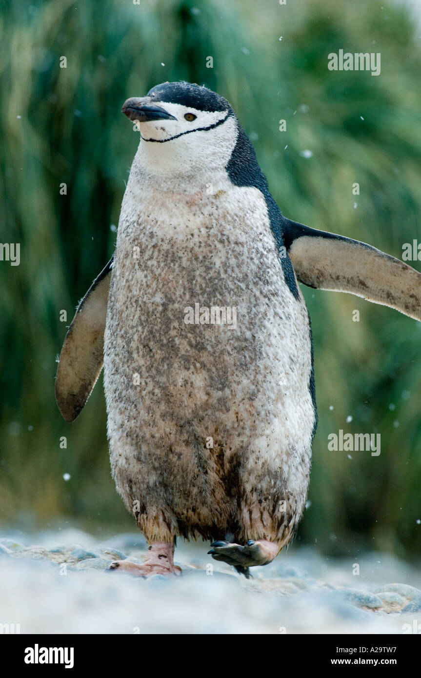 Kinnriemen Pinguin (Pygoscelis Antarctica) schmutzig Vogelköpfe zum Meer bei Schneefall, Cooper Bay, South Georgia Island, Antarktis Stockfoto