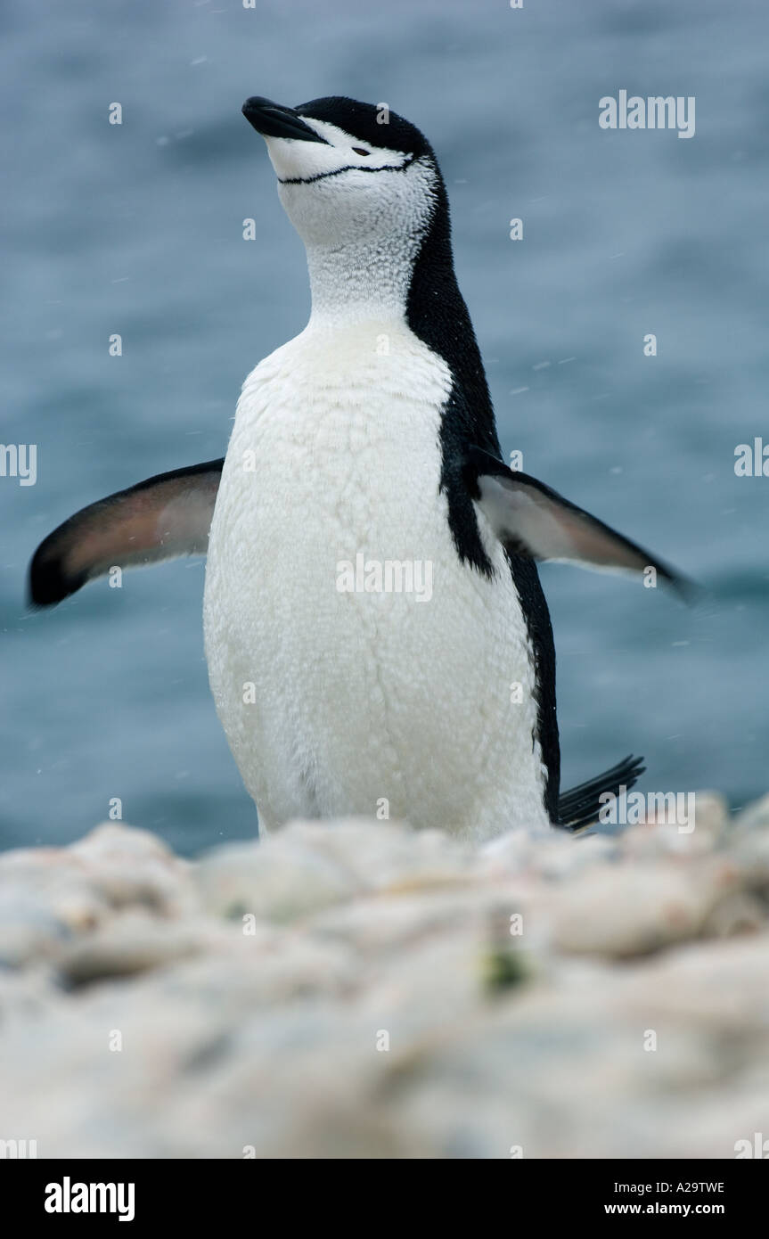 Kinnriemen Pinguin (Pygoscelis Antarctica) abschütteln Wasser, SOUTH GEORGIA Island, Antarktis Stockfoto