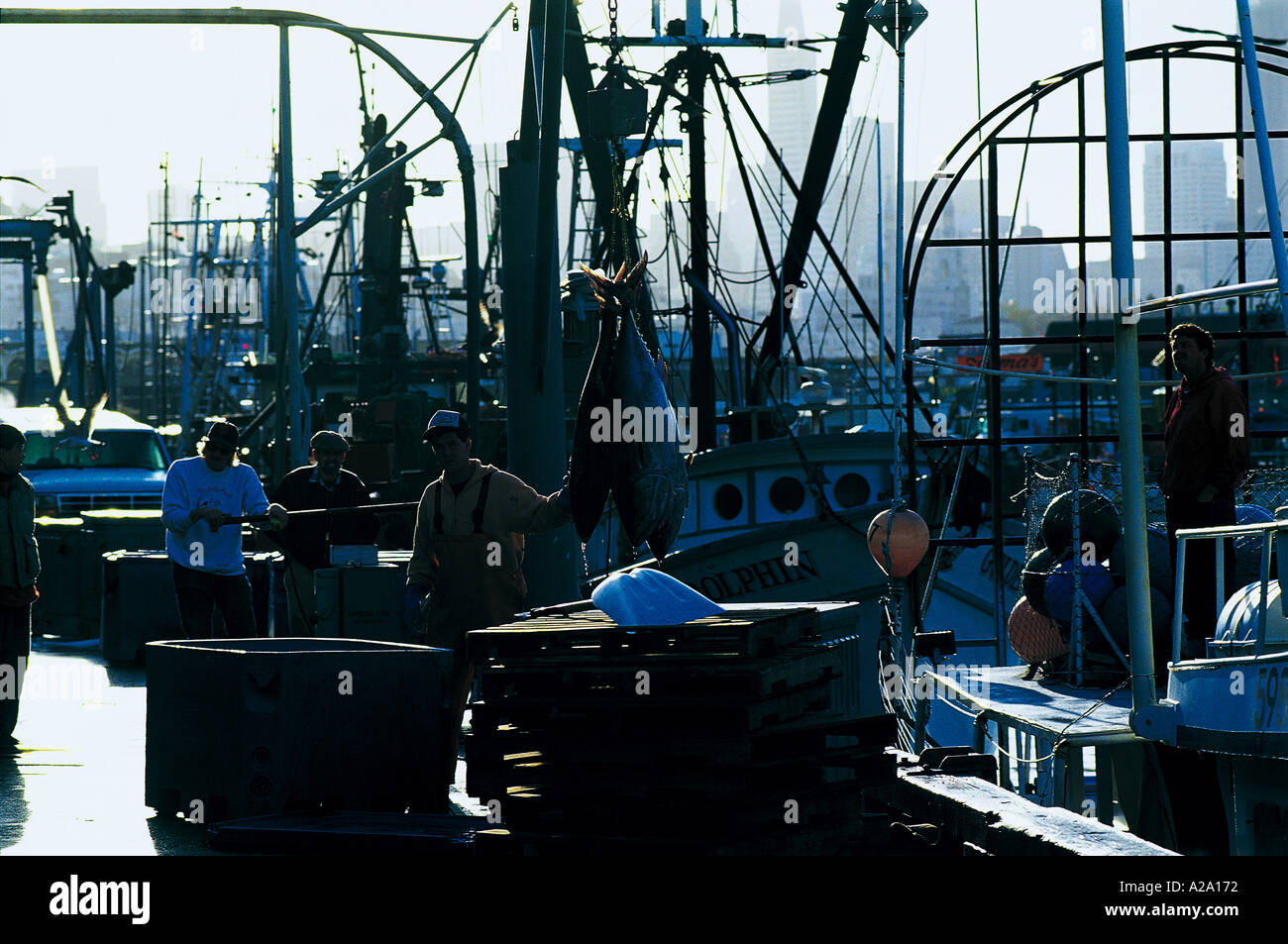 Entladung FRESHLING Gefangenen Thunfische FISHEMEN WHARF S Grandadam Stockfoto