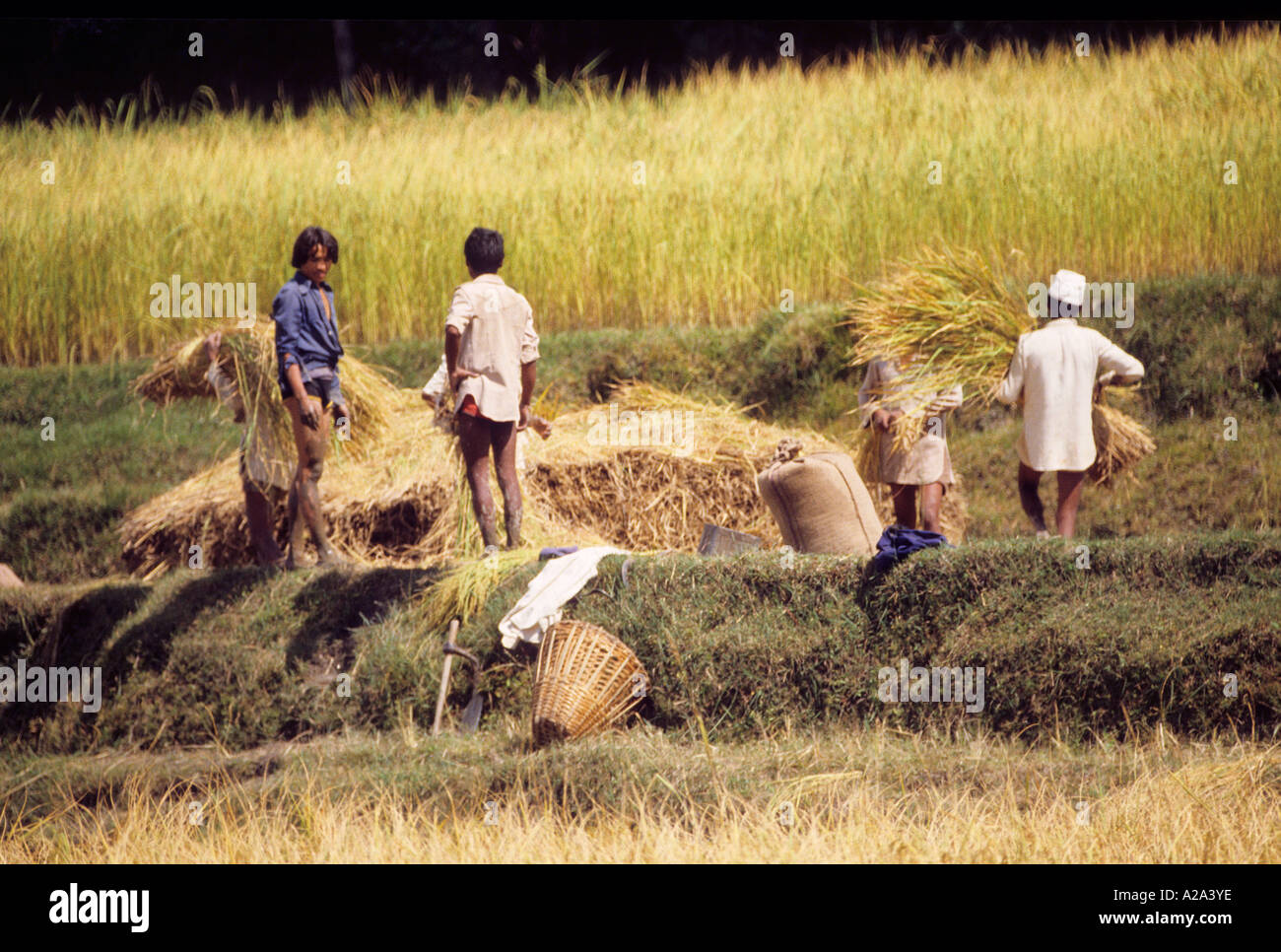 Männer junge Feld Nepal Asien offen ungestellte winnowing Reiskorn auf Matte Ernte Landwirtschaft ländliche Porträt Arbeitskorb Stockfoto