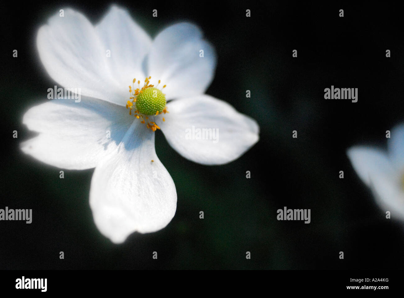 Blume der Anemone Huphensis Var Japonica, japanische Wind-Blume, auf dunklem Hintergrund Stockfoto