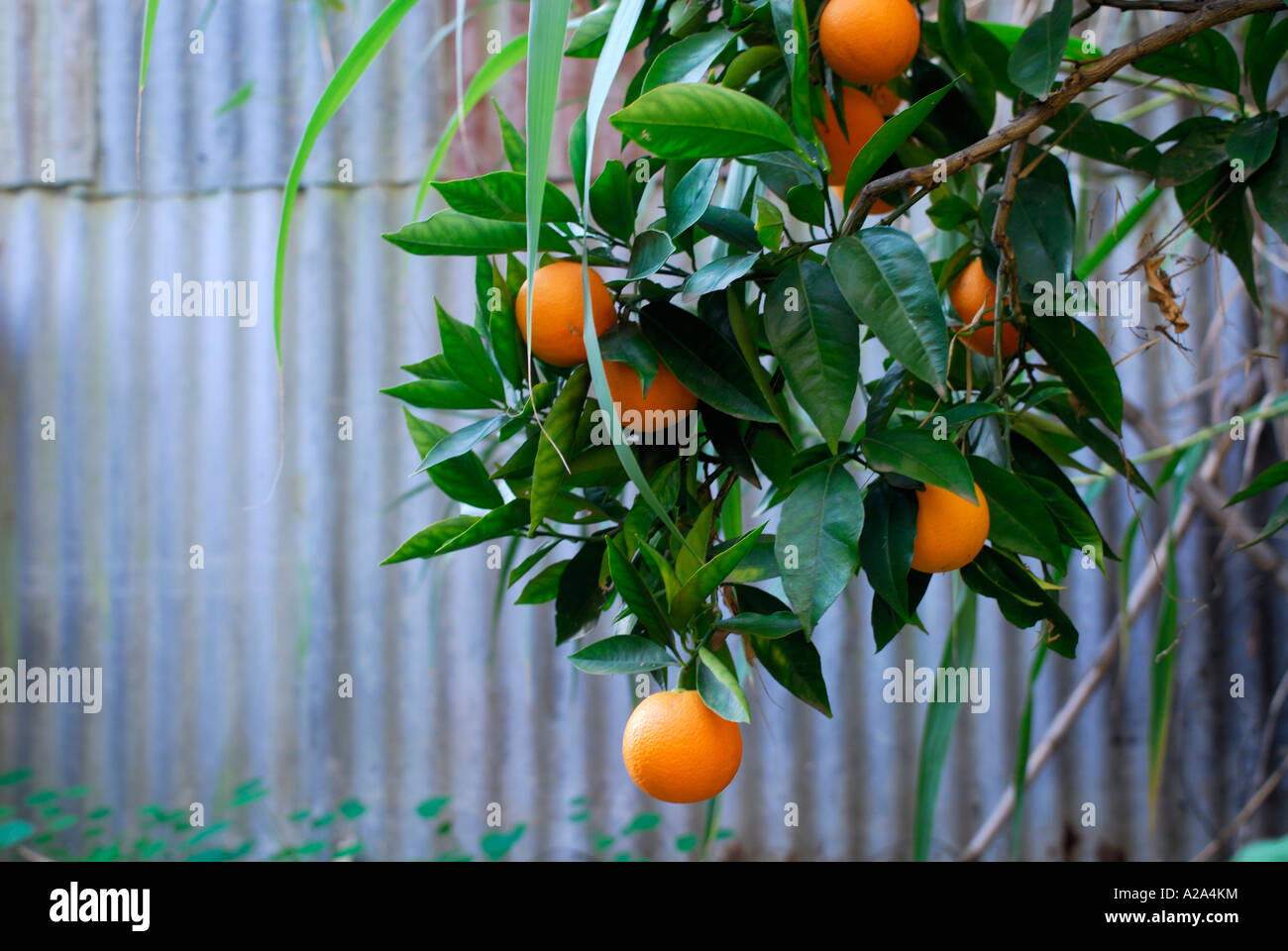 "Blood" Orangen, Wellblech Schuppen im Hintergrund Stockfoto