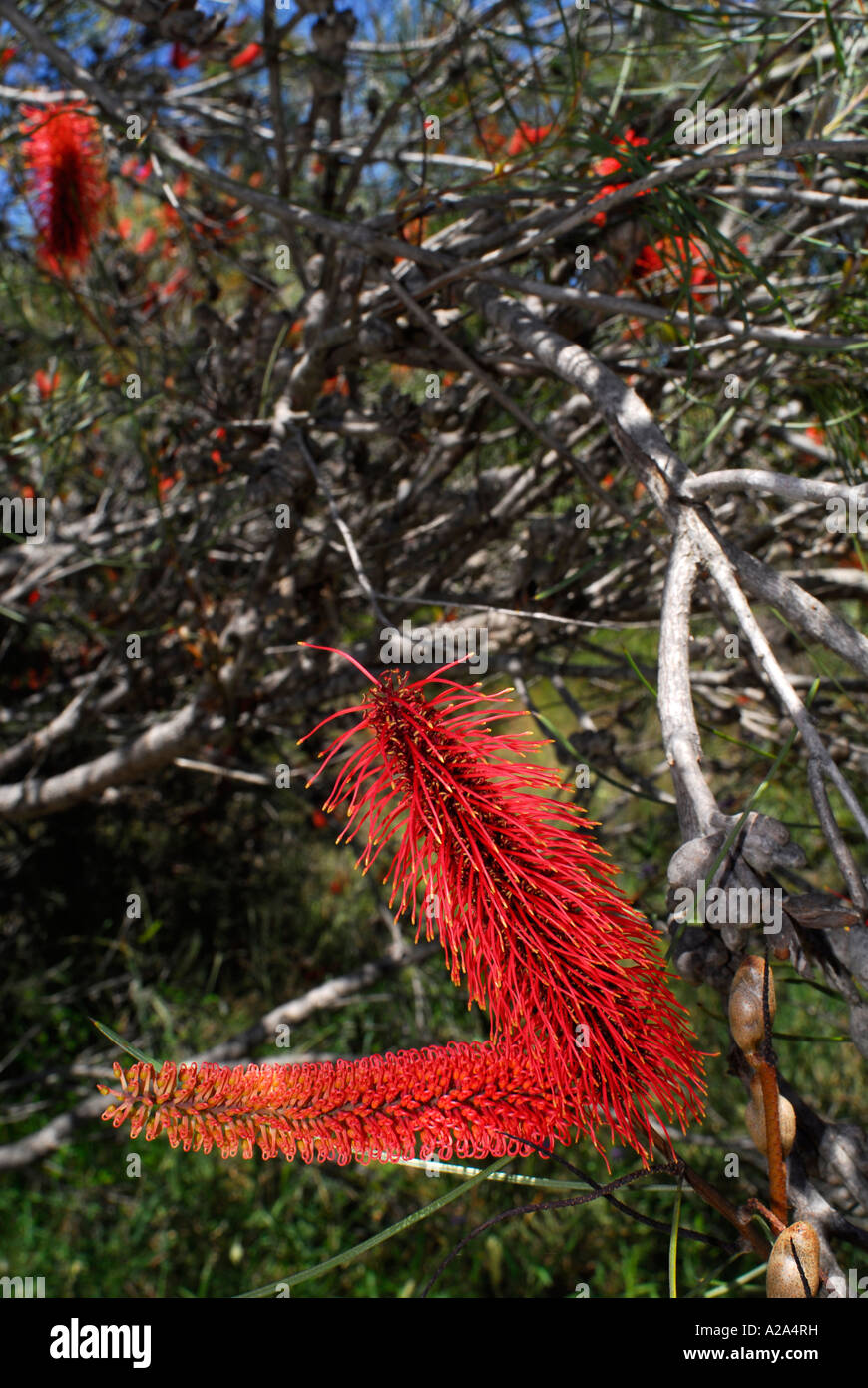 Hakea Bucculenta, Red Poker, in Blüte. Kings Park, Perth, Western Australia, Australia Stockfoto