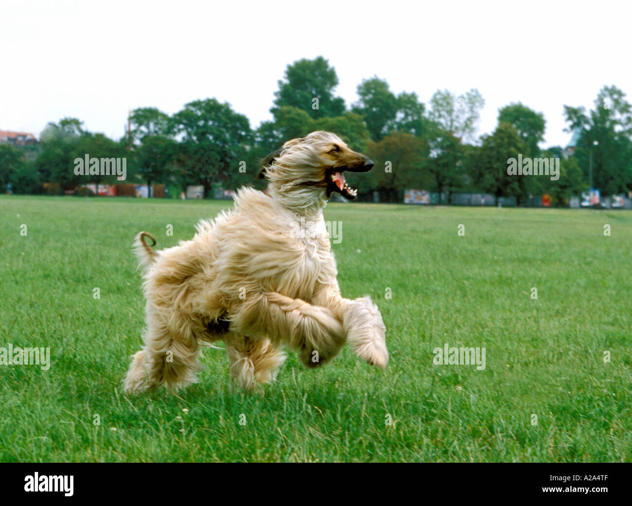 Afghan Hound Dog läuft PR9045 Stockfoto