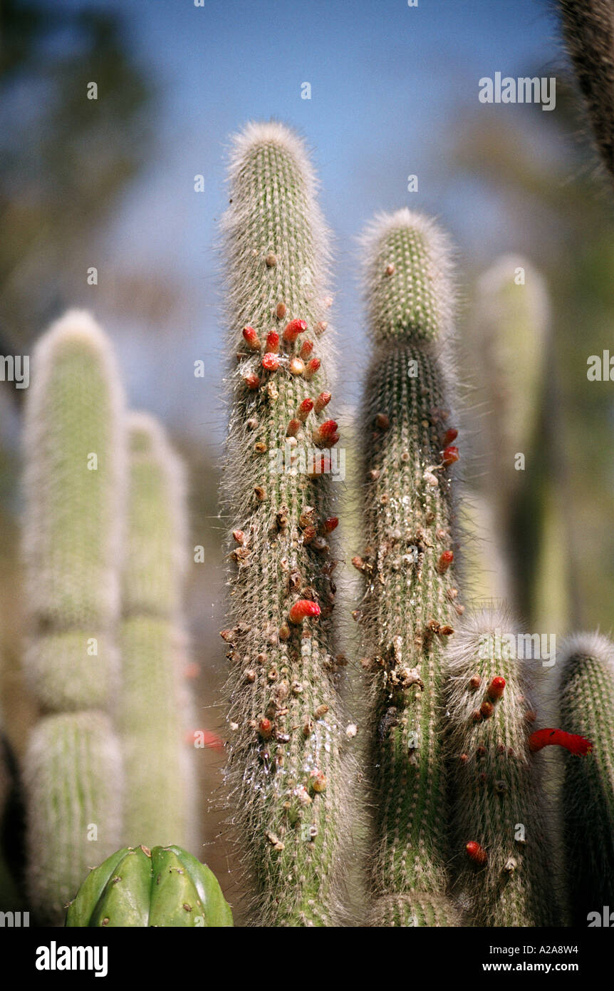 Vegetation im Zoo von San diego Stockfoto