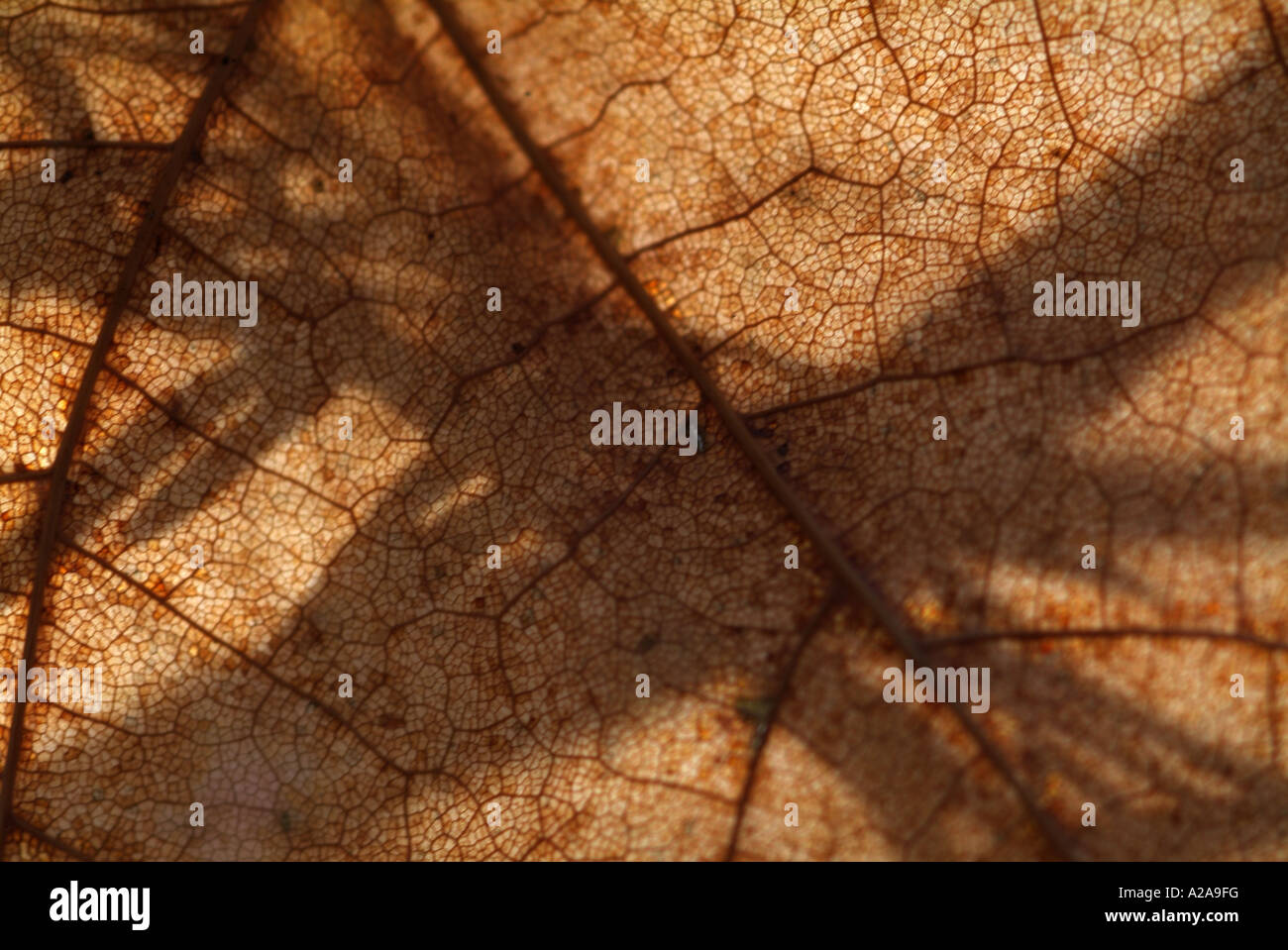 Ein welkes Blatt. Stockfoto