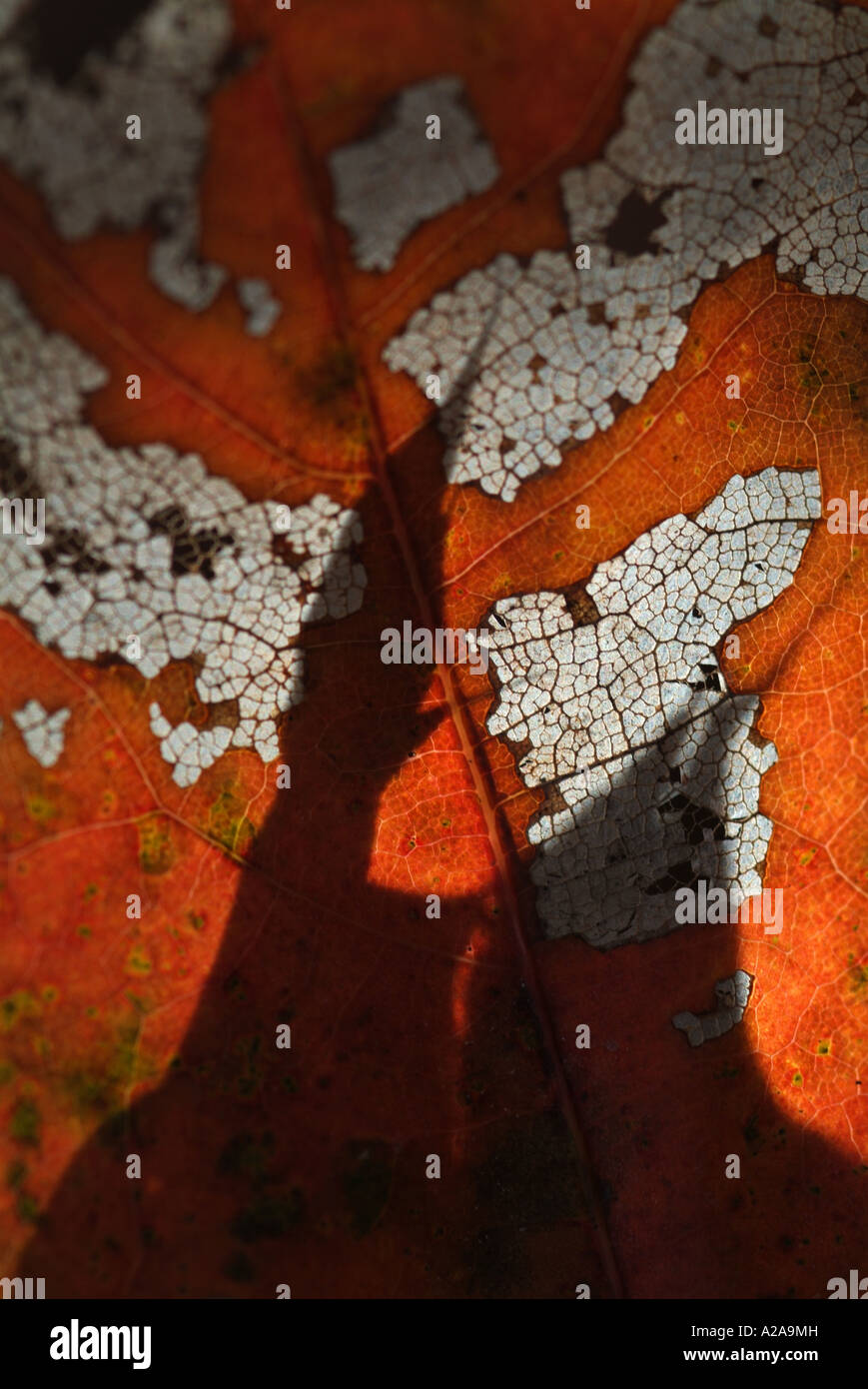 Ein welkes Blatt. Stockfoto