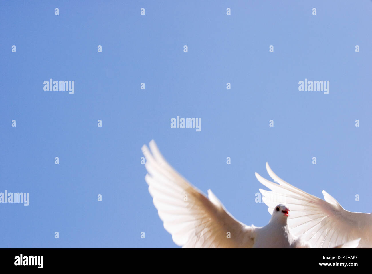 Ein ungewöhnlich komponierten Bild von zwei weißen Tauben im Flug. Stockfoto