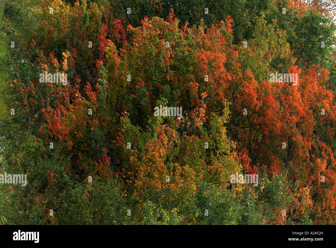 Sault Ste Marie im Herbst Stockfoto
