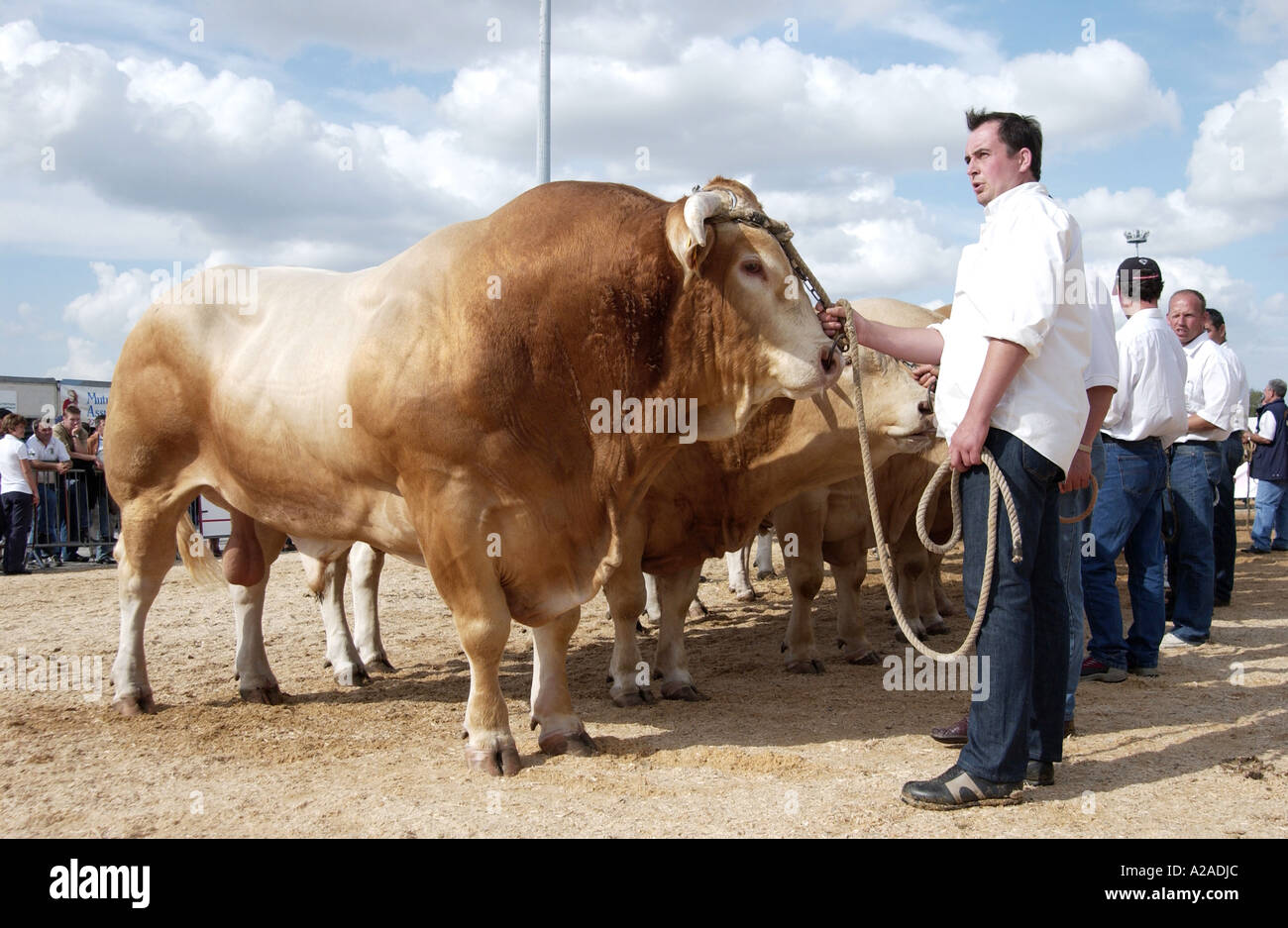 Vieh Fayre in Parthenay, Frankreich Stockfoto