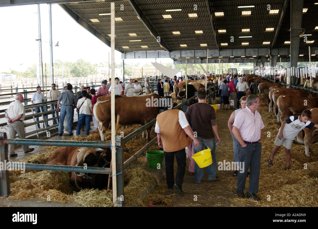 Vieh Fayre in Parthenay, Frankreich Stockfoto