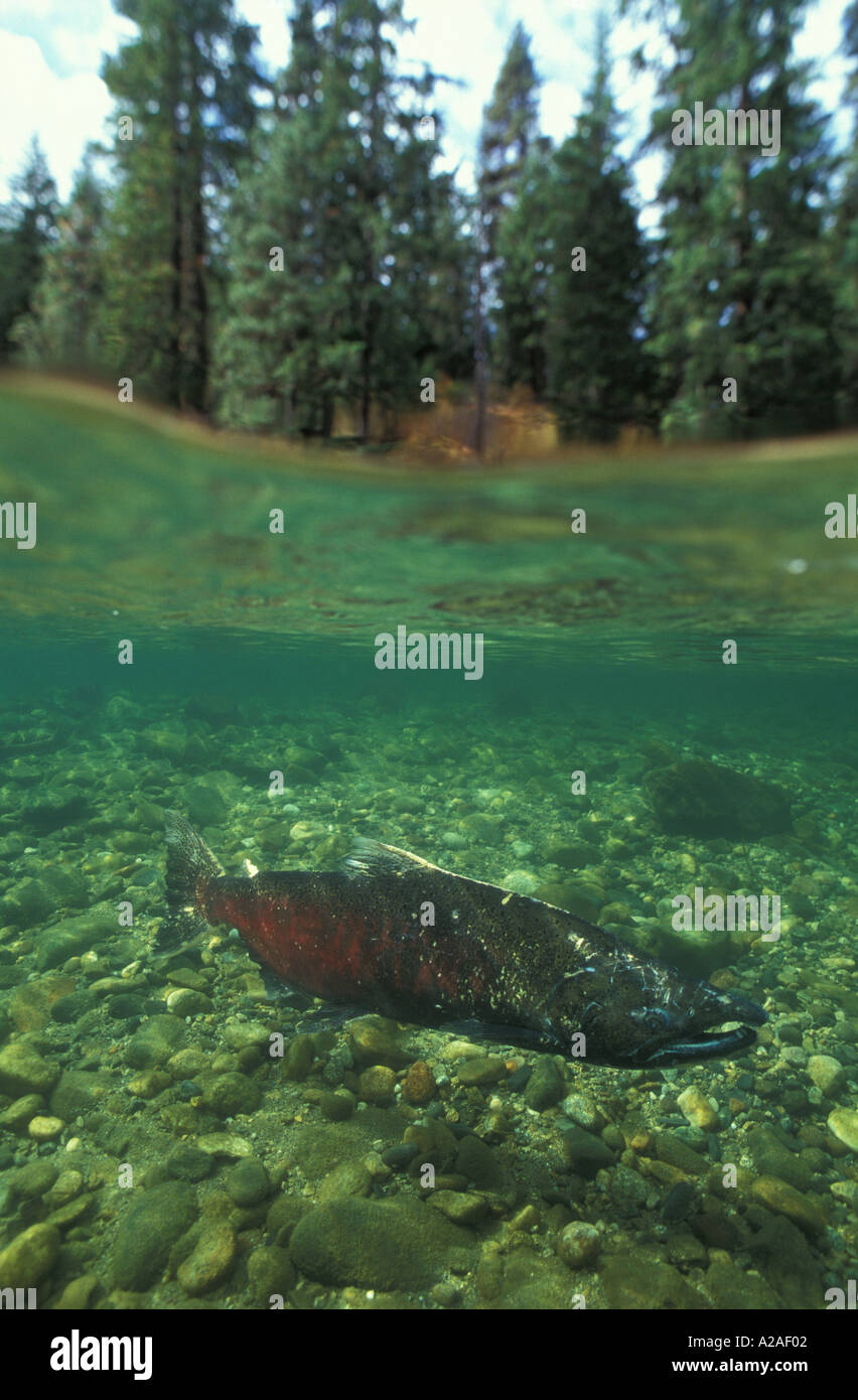 CHINOOK Lachs Oncorhynchus Tshawytscha WENATCHEE RIVER WASHINGTON USA. Foto Copyright Brandon Cole Stockfoto