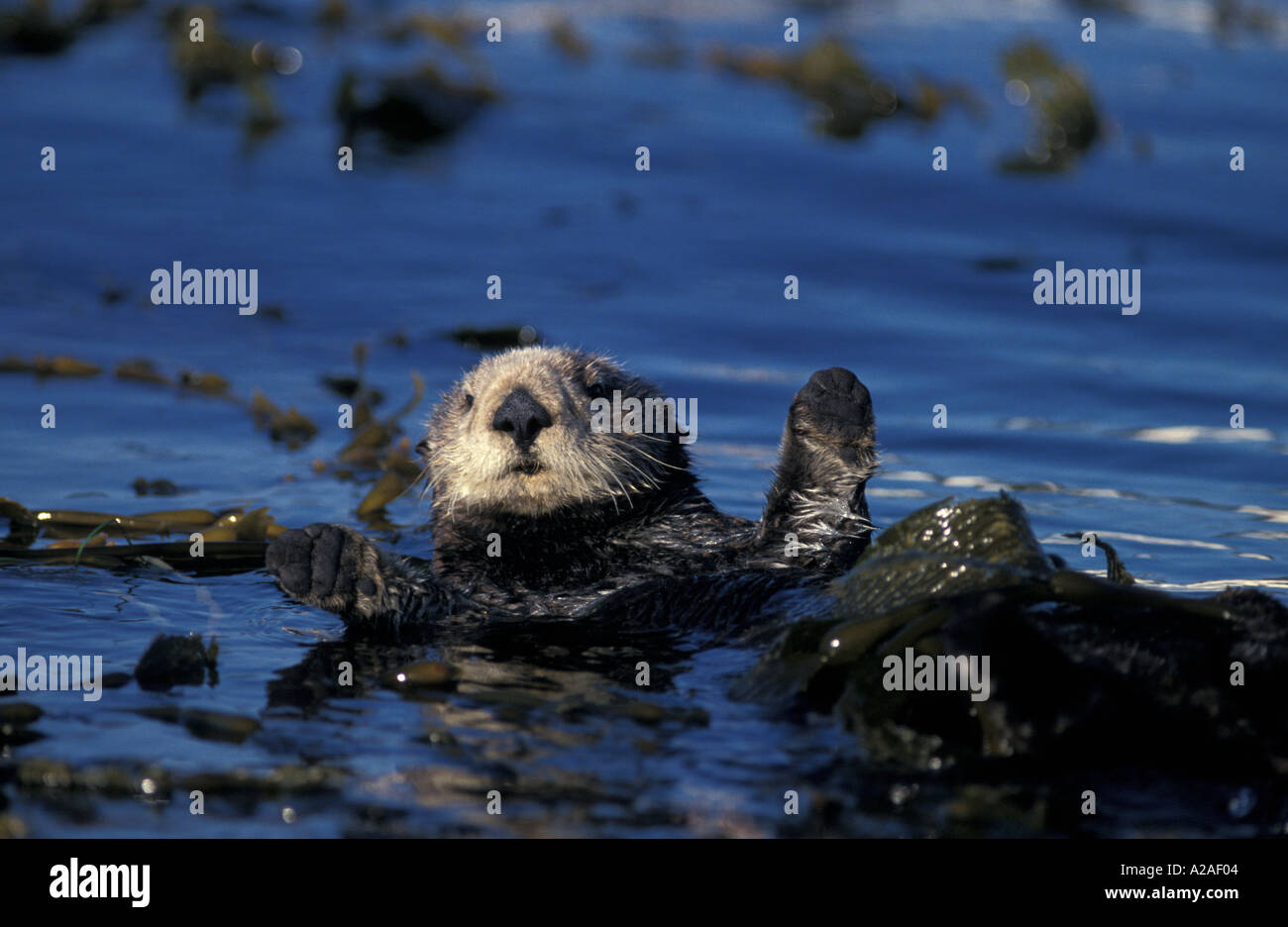 SÜDLICHEN SEA OTTER Enhydra Lutris Kalifornien USA Pazifik. Foto Copyright Brandon Cole Stockfoto