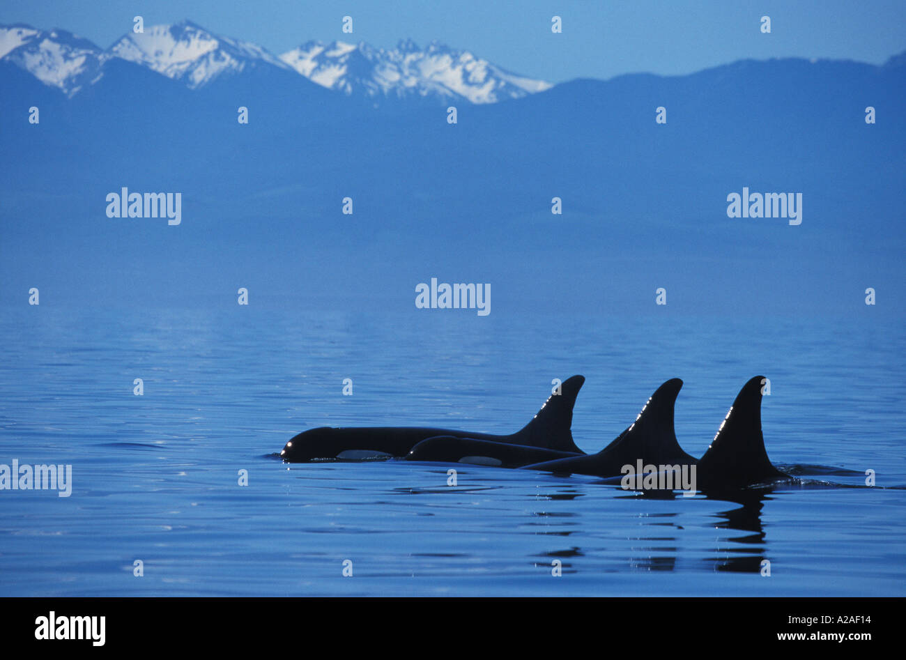 ORCA Wale SCHWERTWAL Orcinus Orca BRITISH COLUMBIA Kanada Pazifik. Foto Copyright Brandon Cole Stockfoto