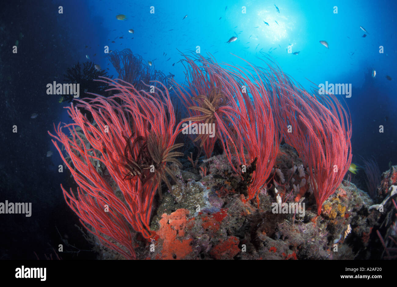 Peitsche Korallen GORGONIEN Korallen Ellisella sp Fidschi Süd-Pazifik. Foto Copyright Brandon Cole Stockfoto