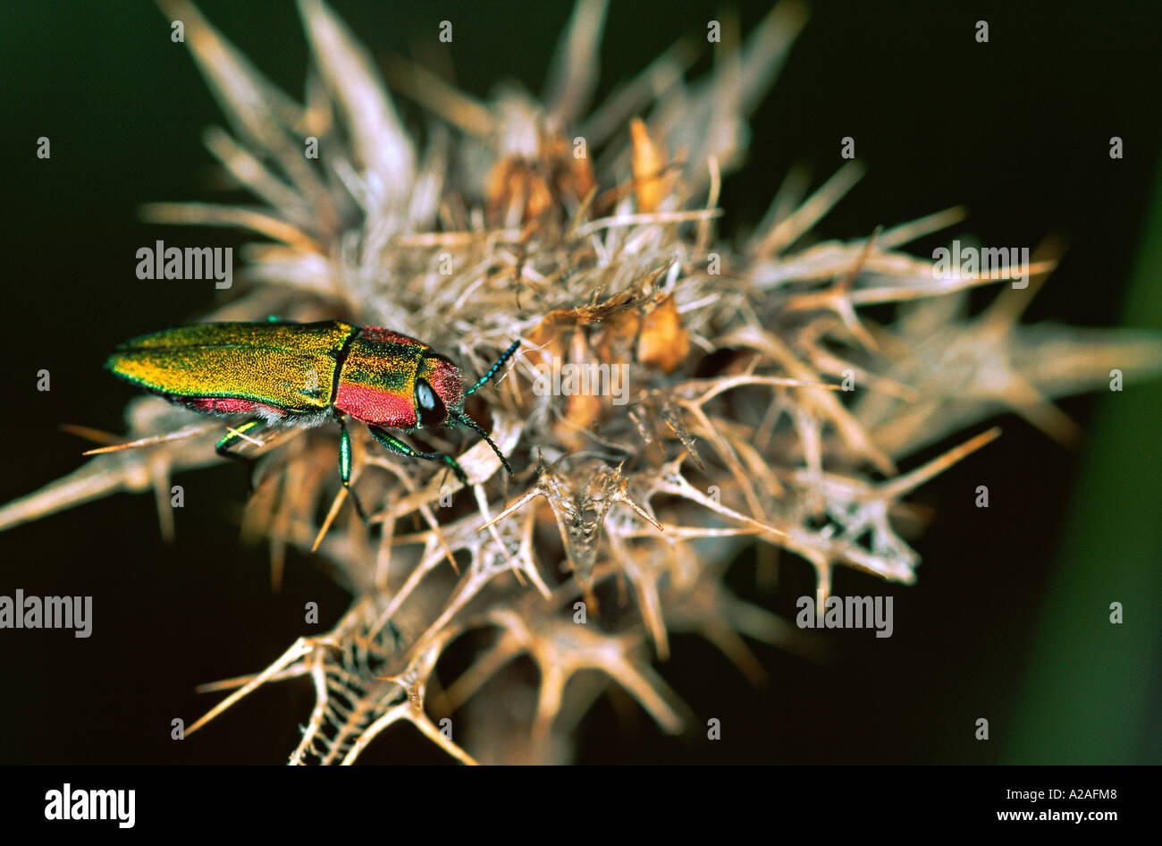 Juwel-Käfer Anthaxia Nitidula Frankreich Stockfoto