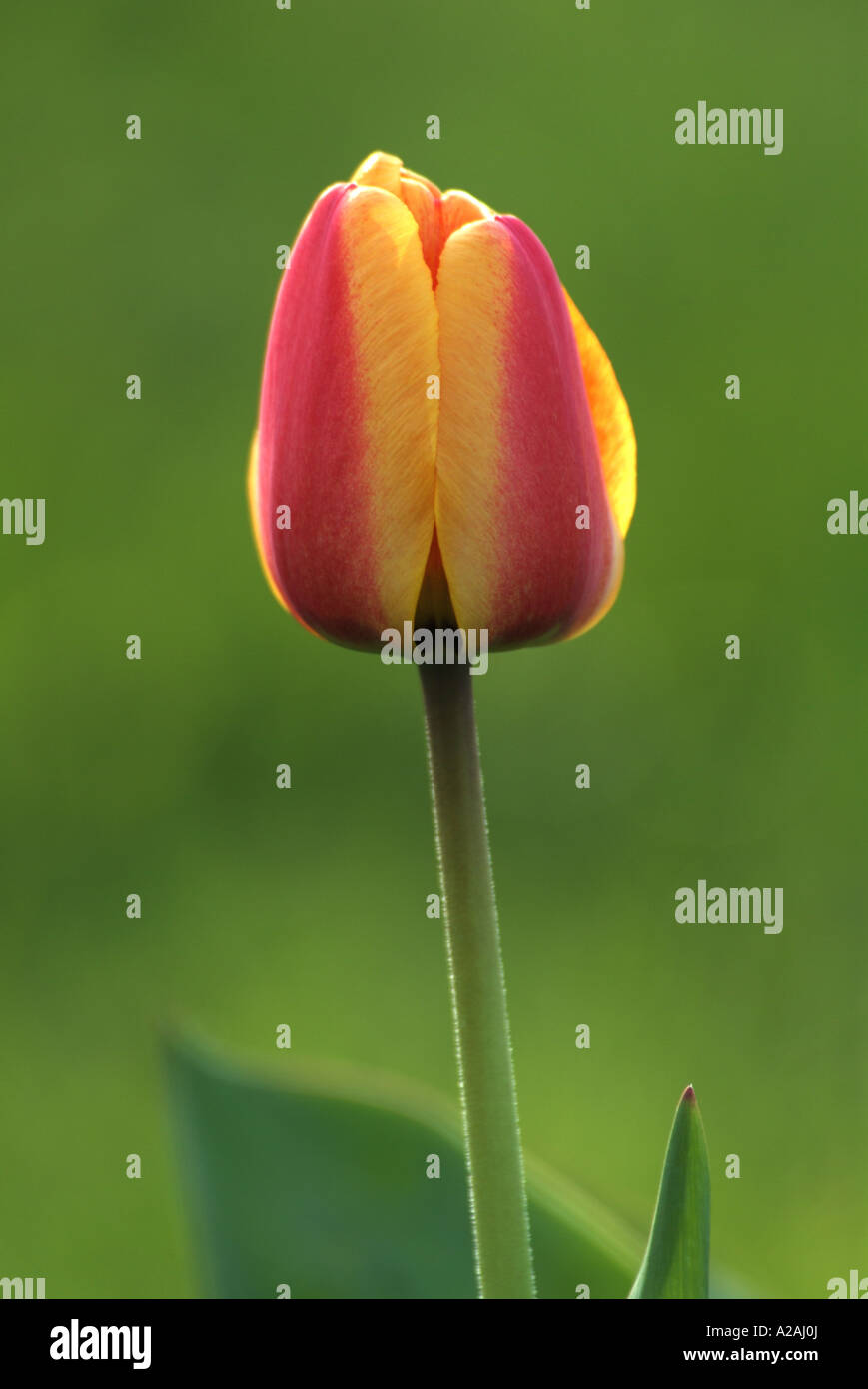 Blumen Stockfoto