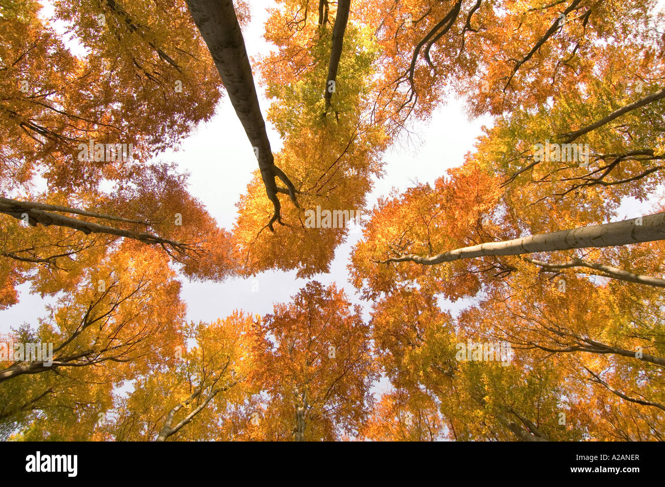 Wald im Herbst, Rotbuche, Fagus sylvatica Stockfoto
