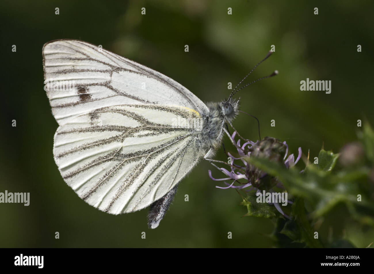 Schmetterling grün Venied weißen 3379 Pieris napi Stockfoto