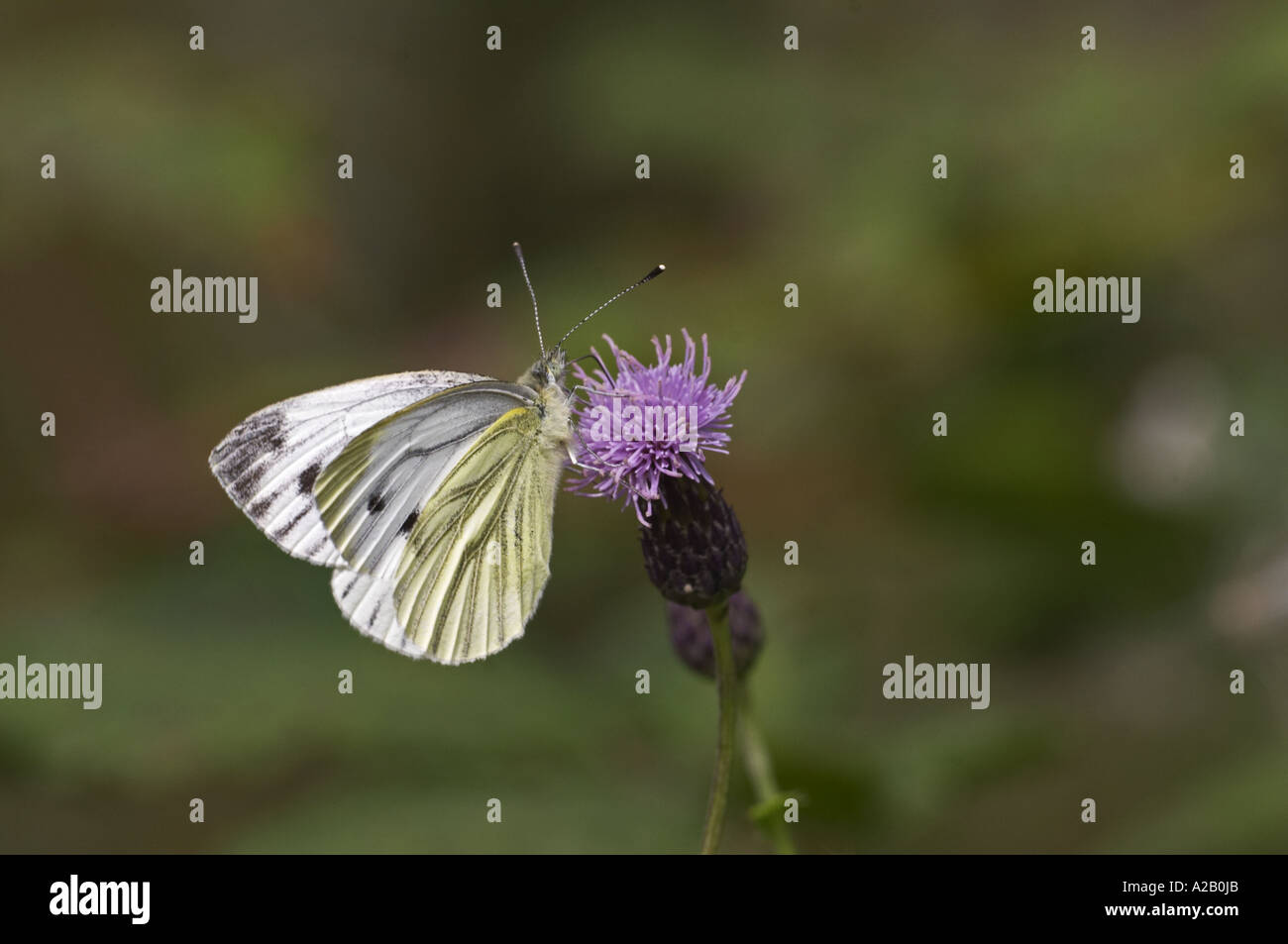 Schmetterling grün Venied weißen 4068 Pieris napi Stockfoto